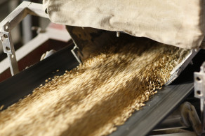 sladovna-vo-velkom-sarisi-oslavuje-45-vyrocie-za-minuly-rok-v-nej-navysili-produkciu-sladu